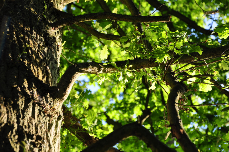 yoghurtrooms-granary-accommodation_06 Tree canopy